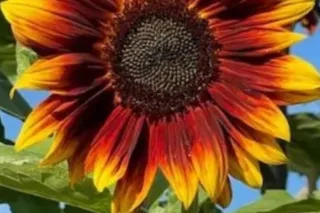 🔪HA HA HA 🫀💔EVVVVVVVIL HEADDoctory&■# would you like me to HEALur NERVOUS SYSTEM --- Walkin - INs IImltEd . - Image 3